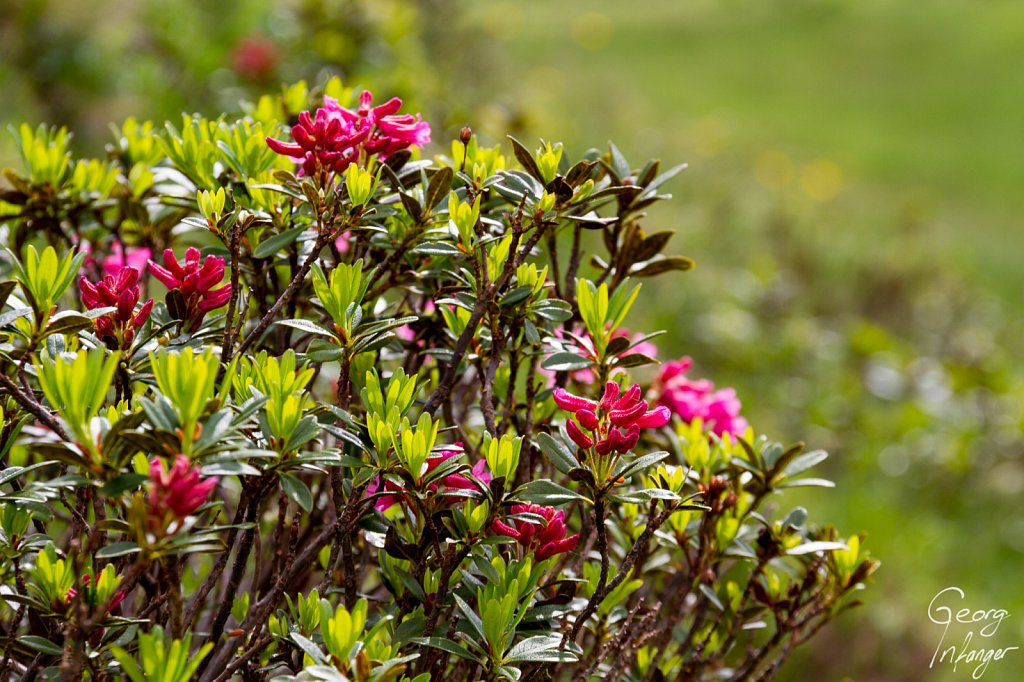 Alpenrosen - alpenrose uri 