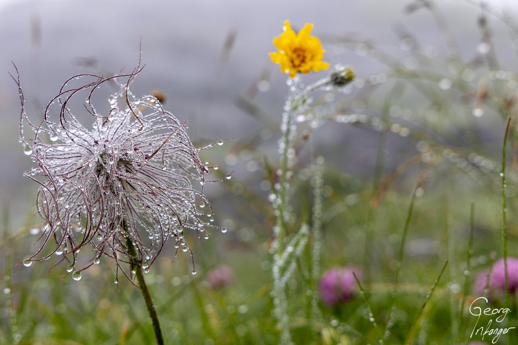 Pulsatilla alpina, Engelberg - blume pulsatilla alpina 